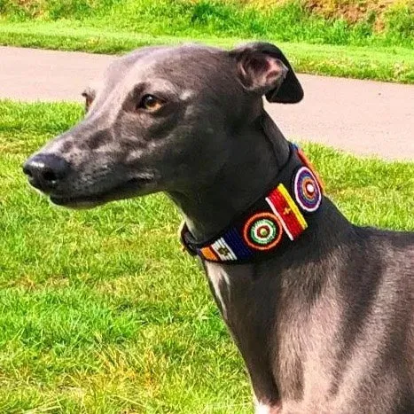 12" Luxury Beaded Leather Whippet Dog Collar