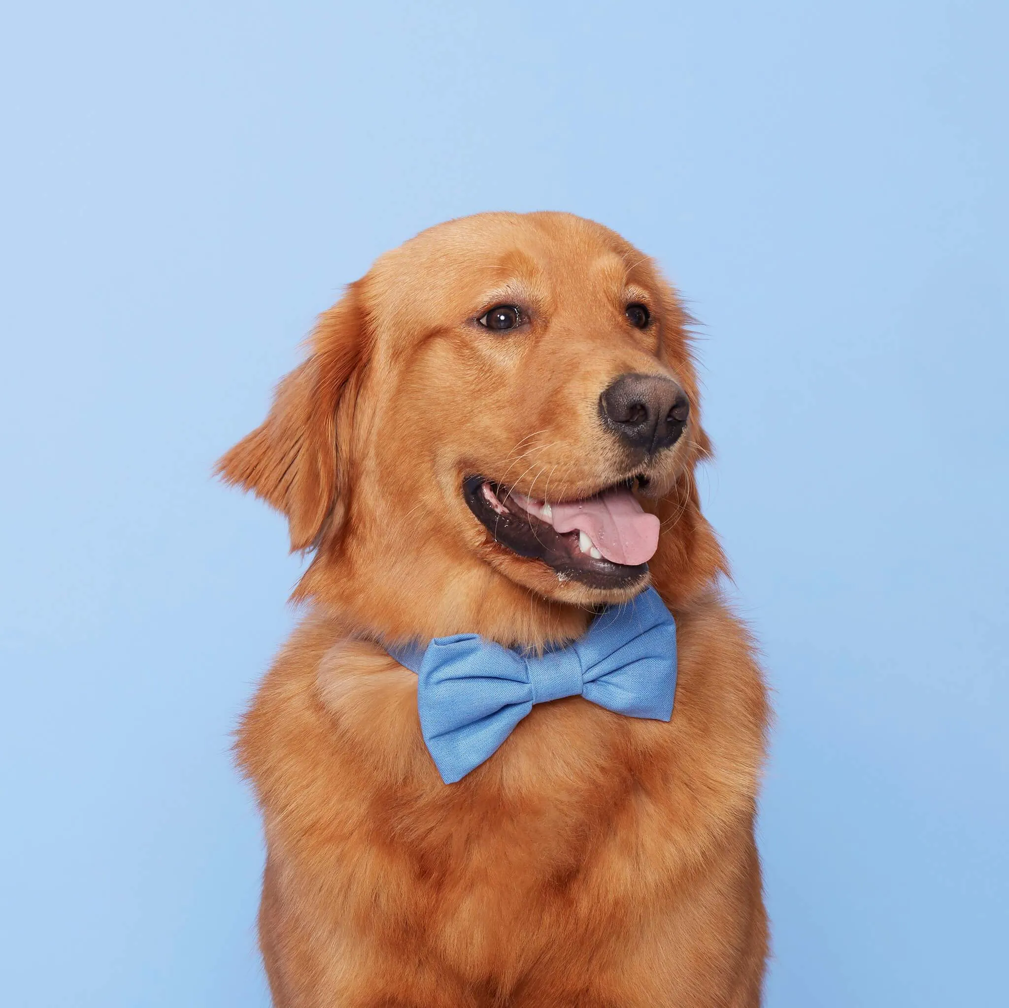 Periwinkle Dog Bow Tie